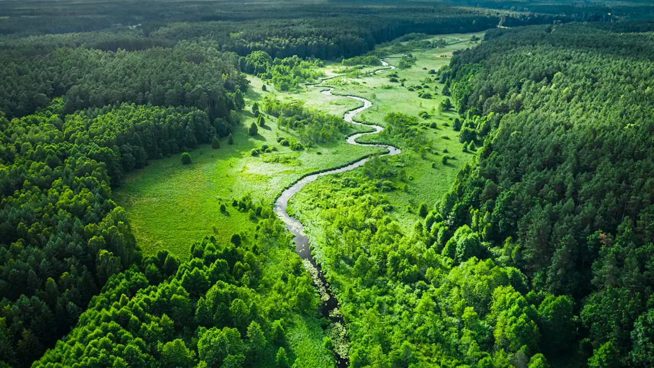 Bory Tucholskie — leśny krajobraz